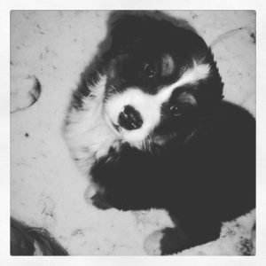 Mon bébé Bouvier Bernois